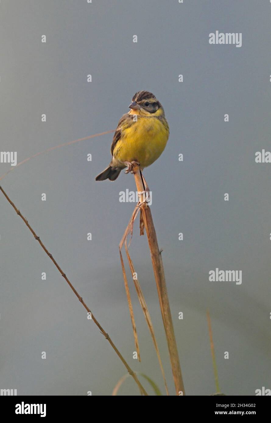 Yellow-breasted Bunting (Emberiza aureola) male in non-breeding plumage perched on dead reed Koshi Tappu, Nepal          February Stock Photo