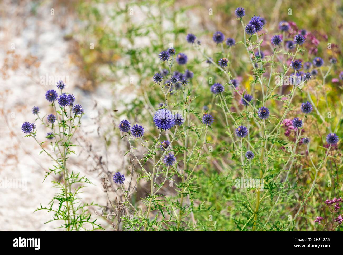 Blue balls flowers of Echinops ritro known as southern globethistle in Ukraine Stock Photo