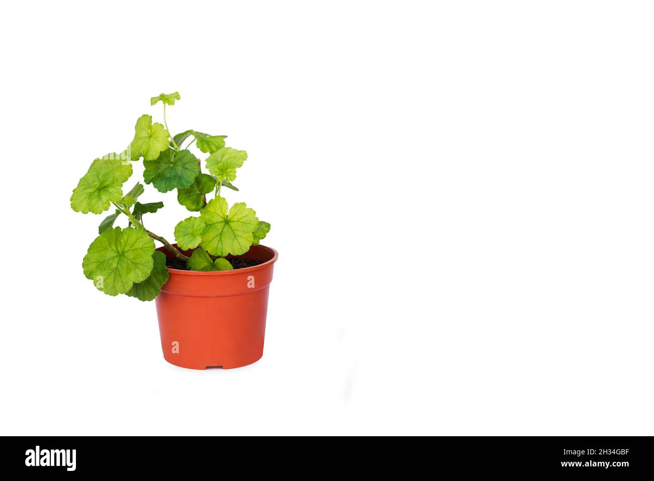 A geranium in a plastic flower pot on a white background Stock Photo
