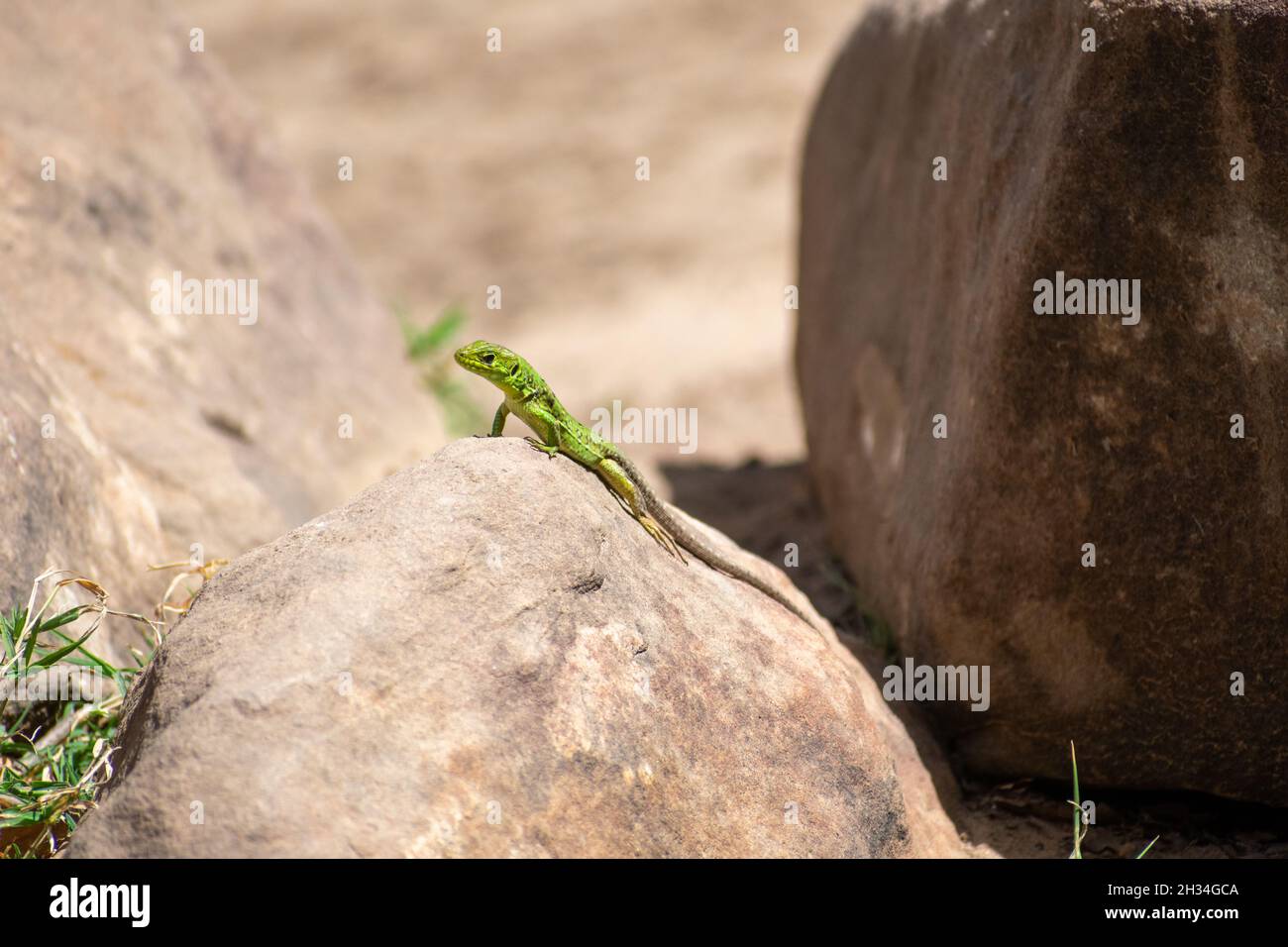 Close-up shot of (Timon pater) North African Ocellated Lizard Stock Photo