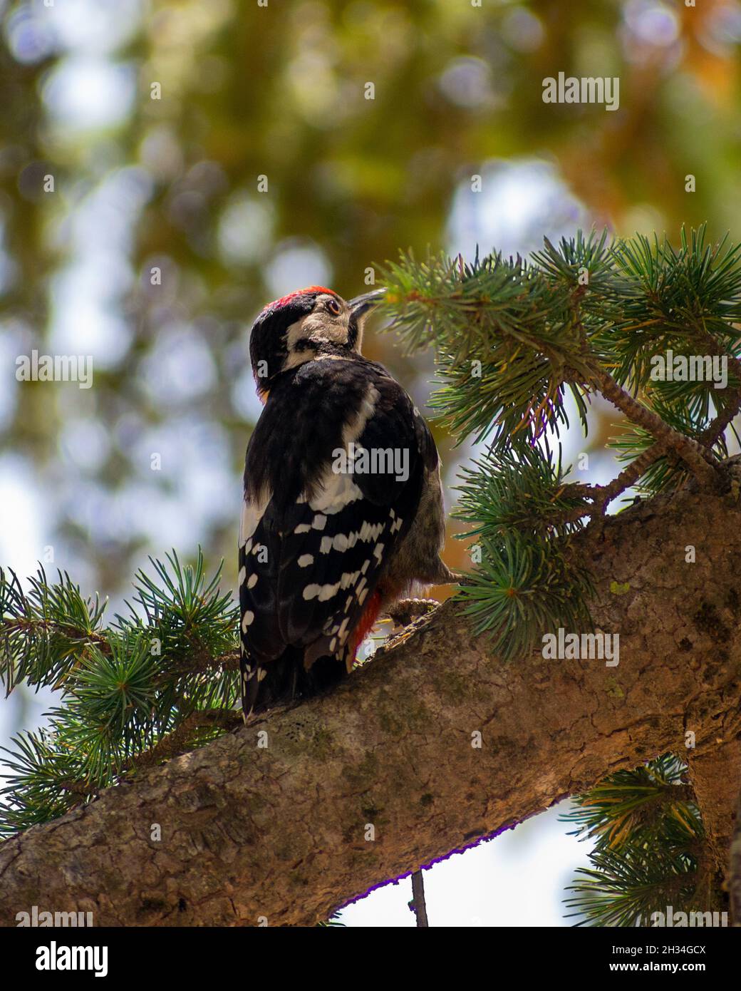Verticale low angle shot of Great Spotted Woodpecker (Dendrocopos major) Stock Photo