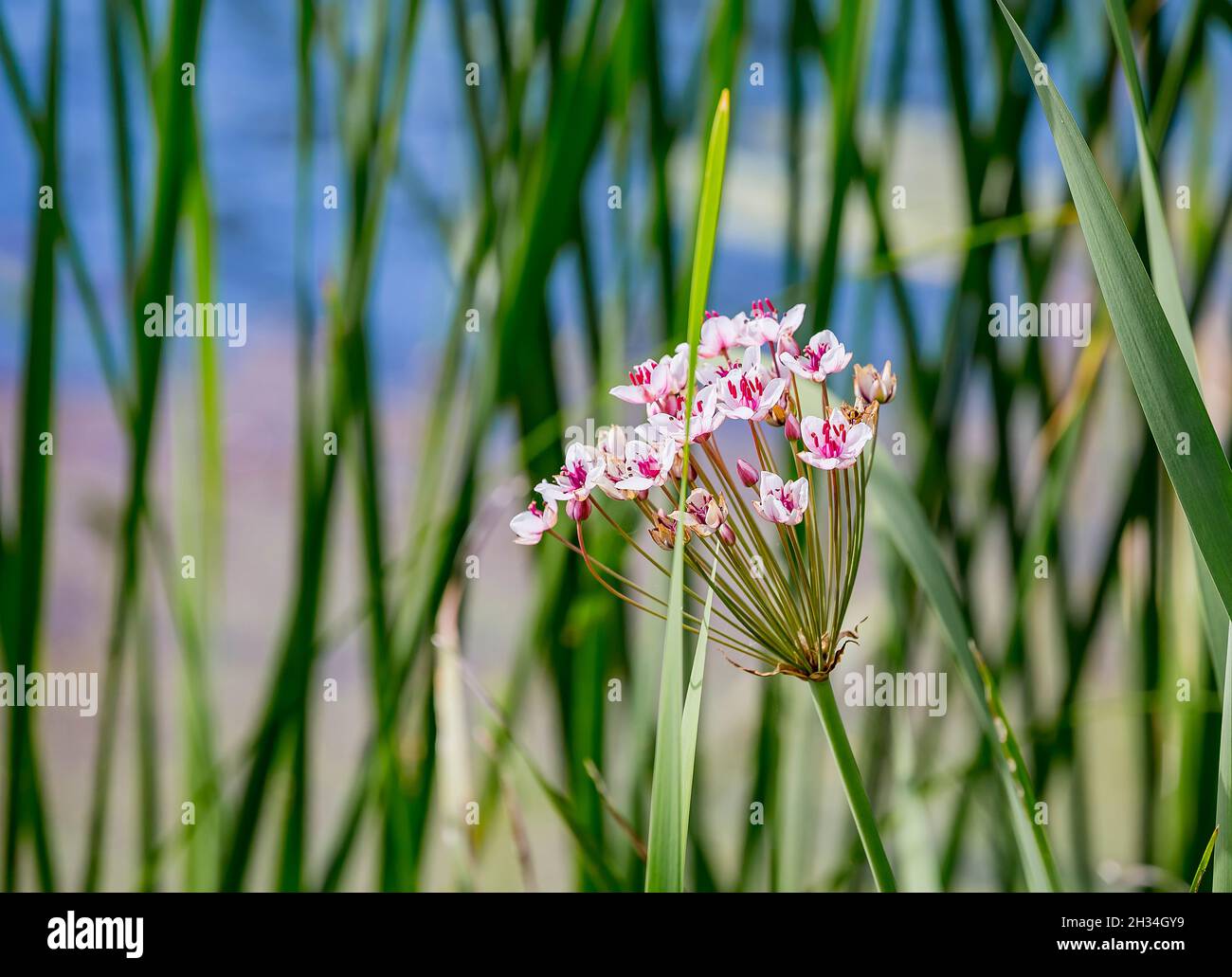 Pink flowers of flowering rush or grass rush (Butomus umbellatus) on the river bank. Stock Photo