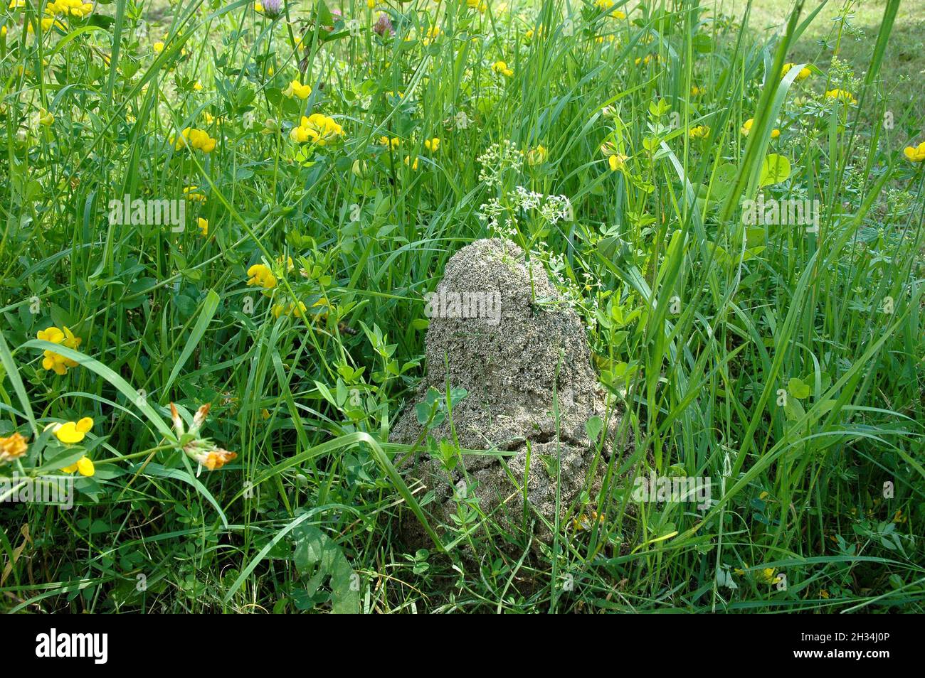 Anthill in the meadow grass Stock Photo