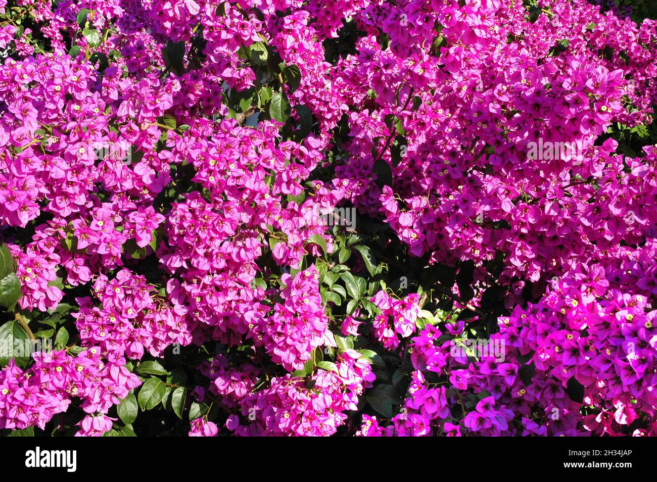 Purple fragrant bougainvillea from the island of Hvar, in Croatia, on a beautiful sunny day Stock Photo
