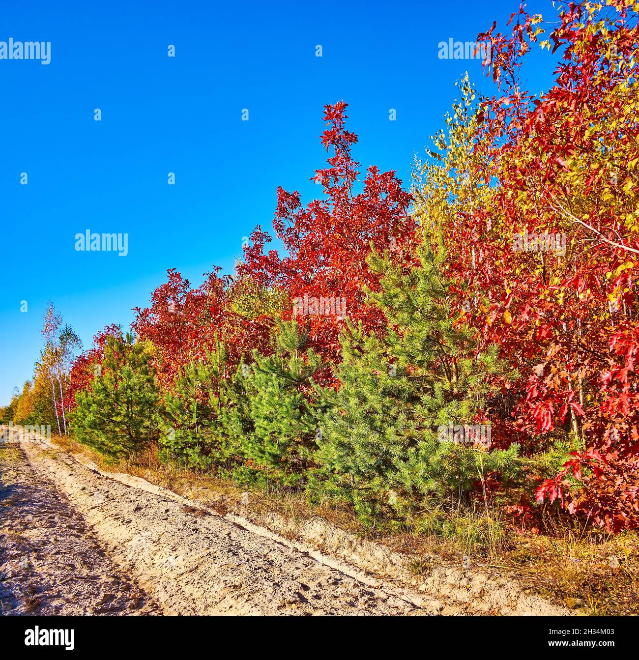 Autumn is one of the most picturesque season with bright colorful trees, Ukraine Stock Photo
