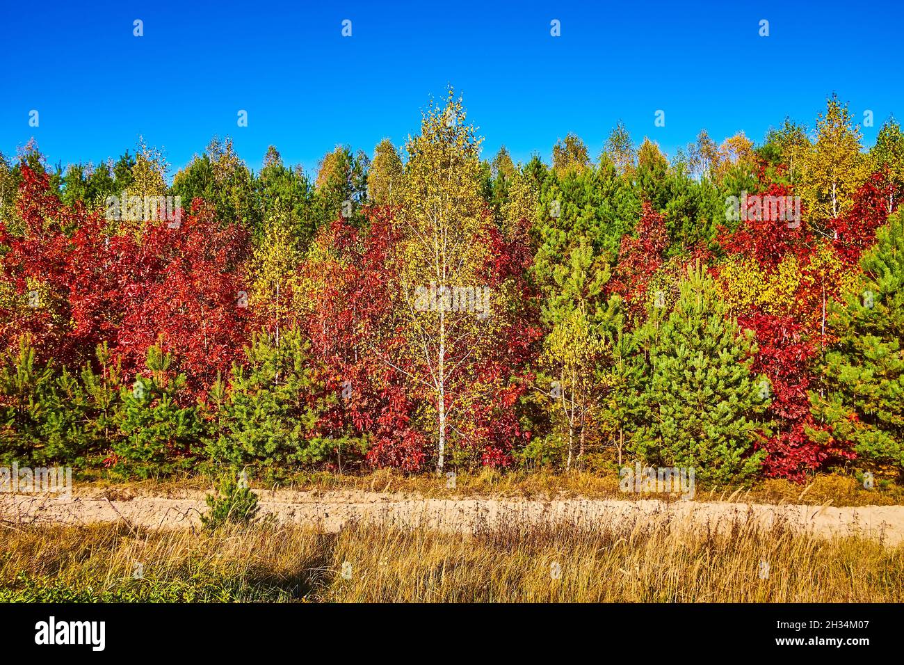 Colorful autumn forest attracts attention while driving the road, Ukraine Stock Photo