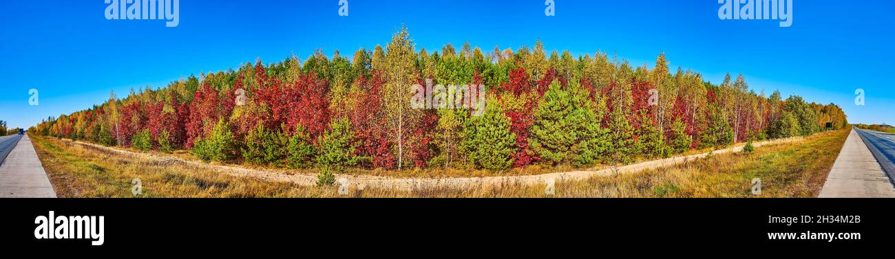 Panorama of the forest in bright autumn colors, located in Kyiv's suburb, Ukraine Stock Photo