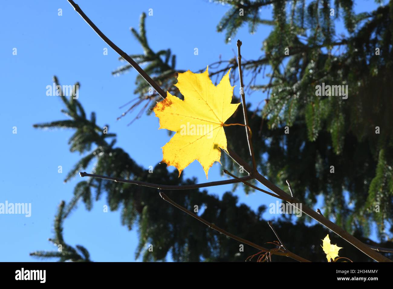 Gelbes Herbstlaub eines Ahornbaumes im Salzkammergut, Oberösterreich, Europa - Yellow autumn leaves of a maple tree in the Salzkammergut, Upper Austri Stock Photo