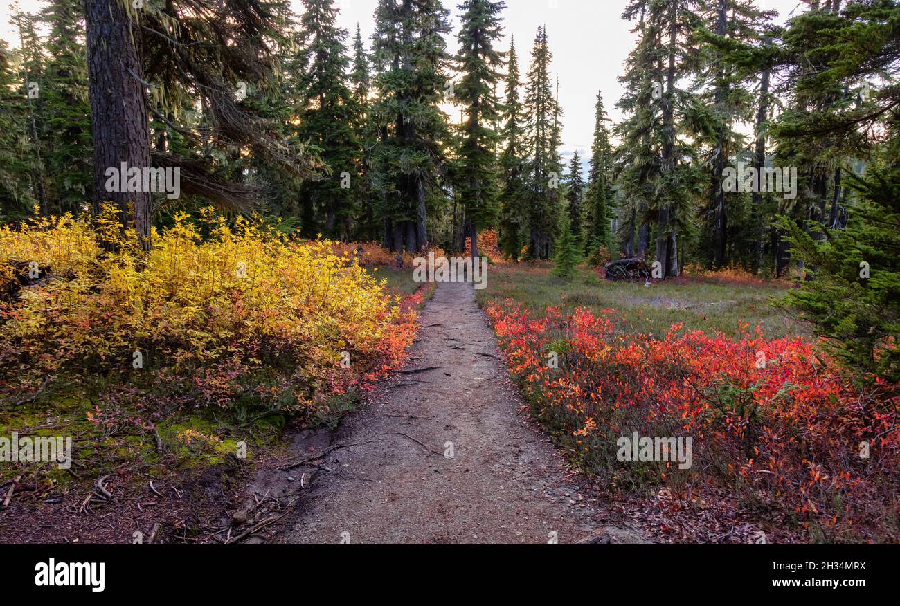 Hiking trail outdoors in Canadian nature Stock Photo - Alamy