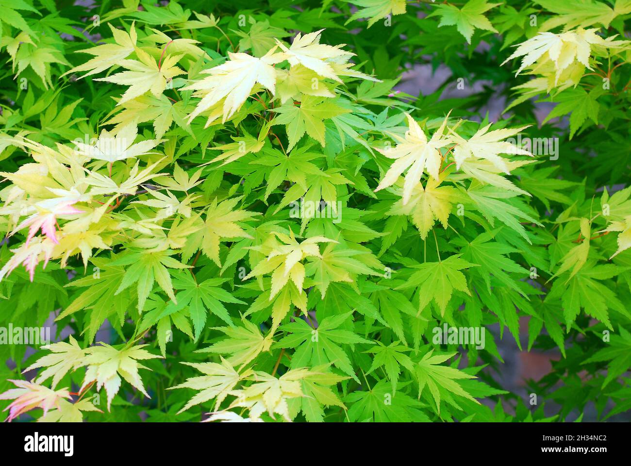 Japanese Maple tree (Acer palmatum) in the courtyard-Orangeola Stock Photo