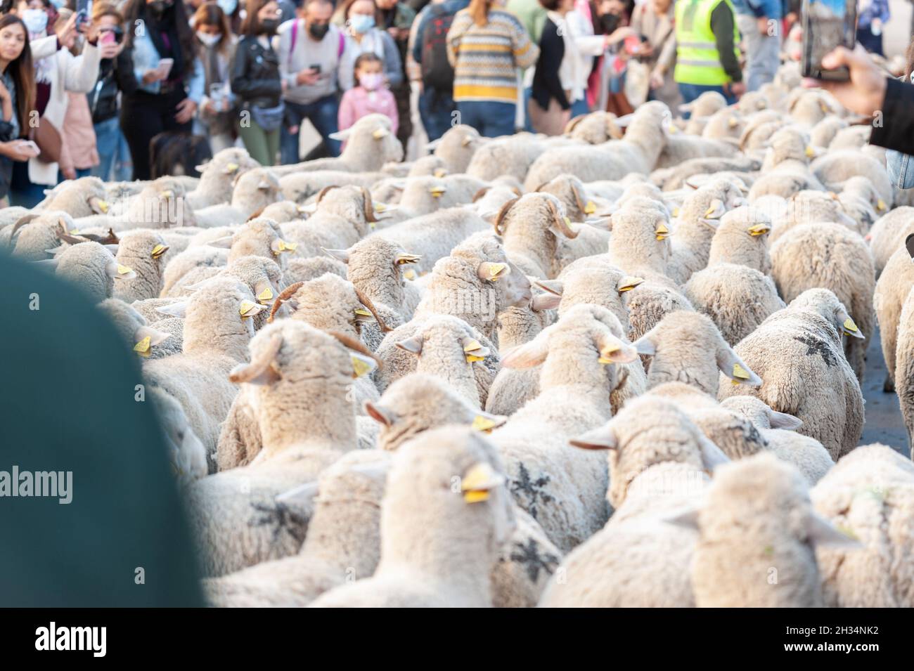 Madrid, Spain; October 24, 2021: Vindication of Transhumance in the center of Madrid. Sheep and goats walking through the streets of downtown madrid w Stock Photo