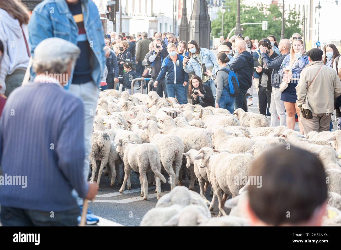Madrid, Spain; October 24, 2021: Vindication of Transhumance in the center of Madrid. Sheep and goats walking through the streets of downtown madrid l Stock Photo
