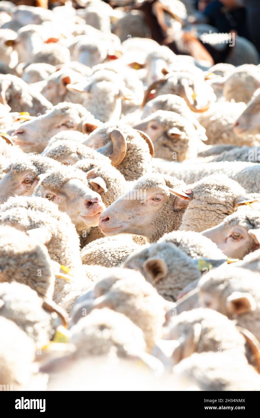 Madrid, Spain; October 24, 2021: Group of sheep walking through the central streets of Madrid on the day of the vindication of transhumance Stock Photo
