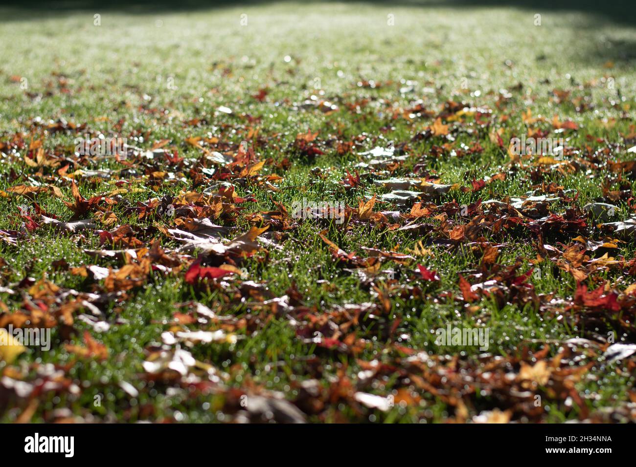 Autumn / Fall green grass lawn with fallen tree leaf leaves change of season Stock Photo