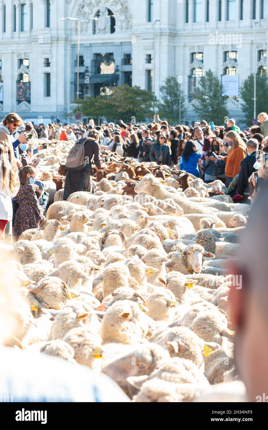 Madrid, Spain; October 24, 2021: Vindication of Transhumance in the center of Madrid. Sheep and goats walking through the streets of downtown madrid w Stock Photo