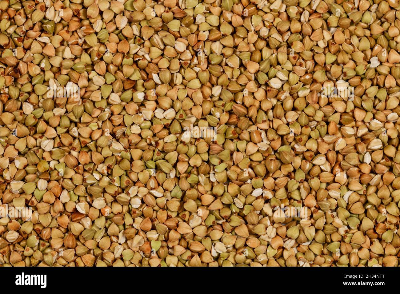 Natural Green Raw Buckwheat Groats. Raw not steamed buckwheat grains. Organic buckwheat grains ready for cooking porridge. Ecologically clean healthy Stock Photo