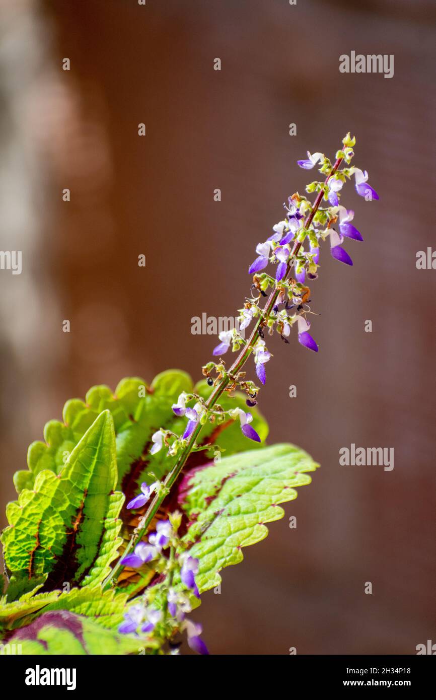 Close-up shot of Coleus House plant with multicolored leaves Stock Photo