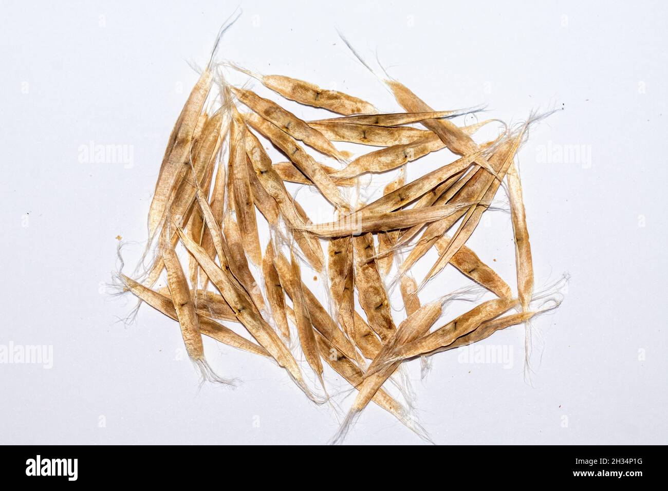 Close-up shot of Catalpa seeds on white background Stock Photo