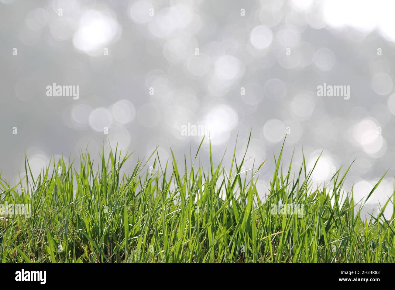 Grass isolated on an abstract, vibrant blurry, grayish bokeh background, made with Altix Zeiss lens Stock Photo