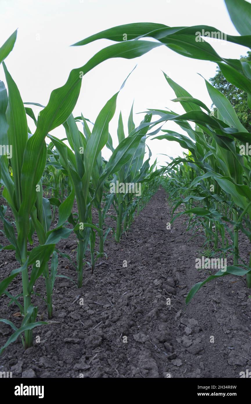 Young Corn Crop Rows Usa High Resolution Stock Photography and Images ...
