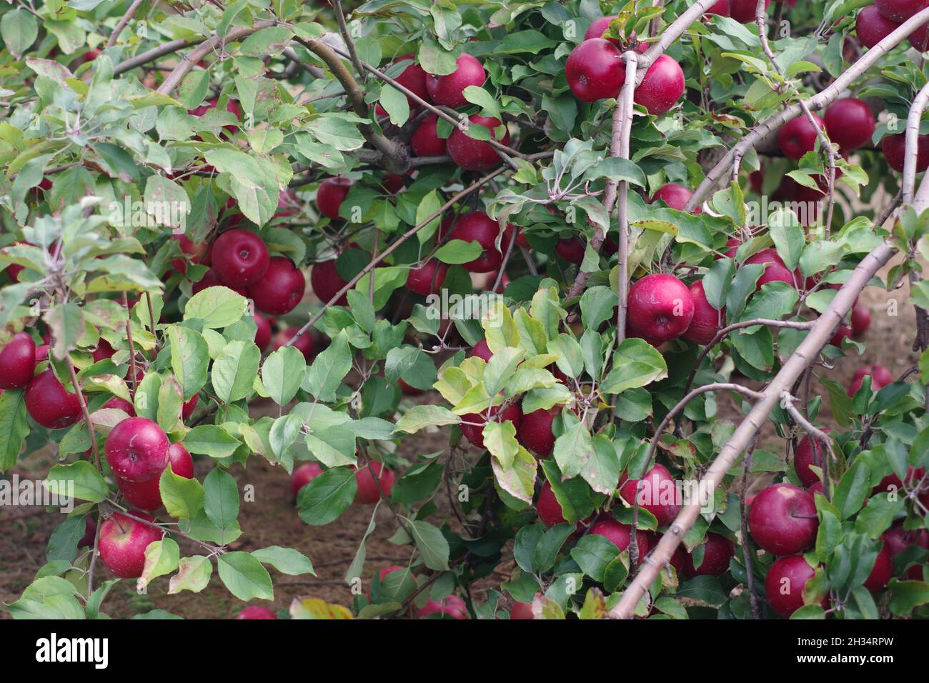 A bunch of red rome apples hanging on an apple tree Stock Photo Alamy