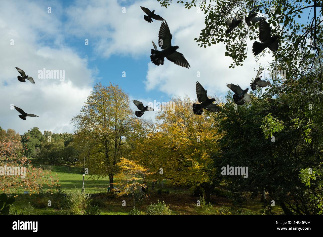 Pigeons flying in autumn, Kelvingrove Park. Birds autumn leaves. Scotland Stock Photo