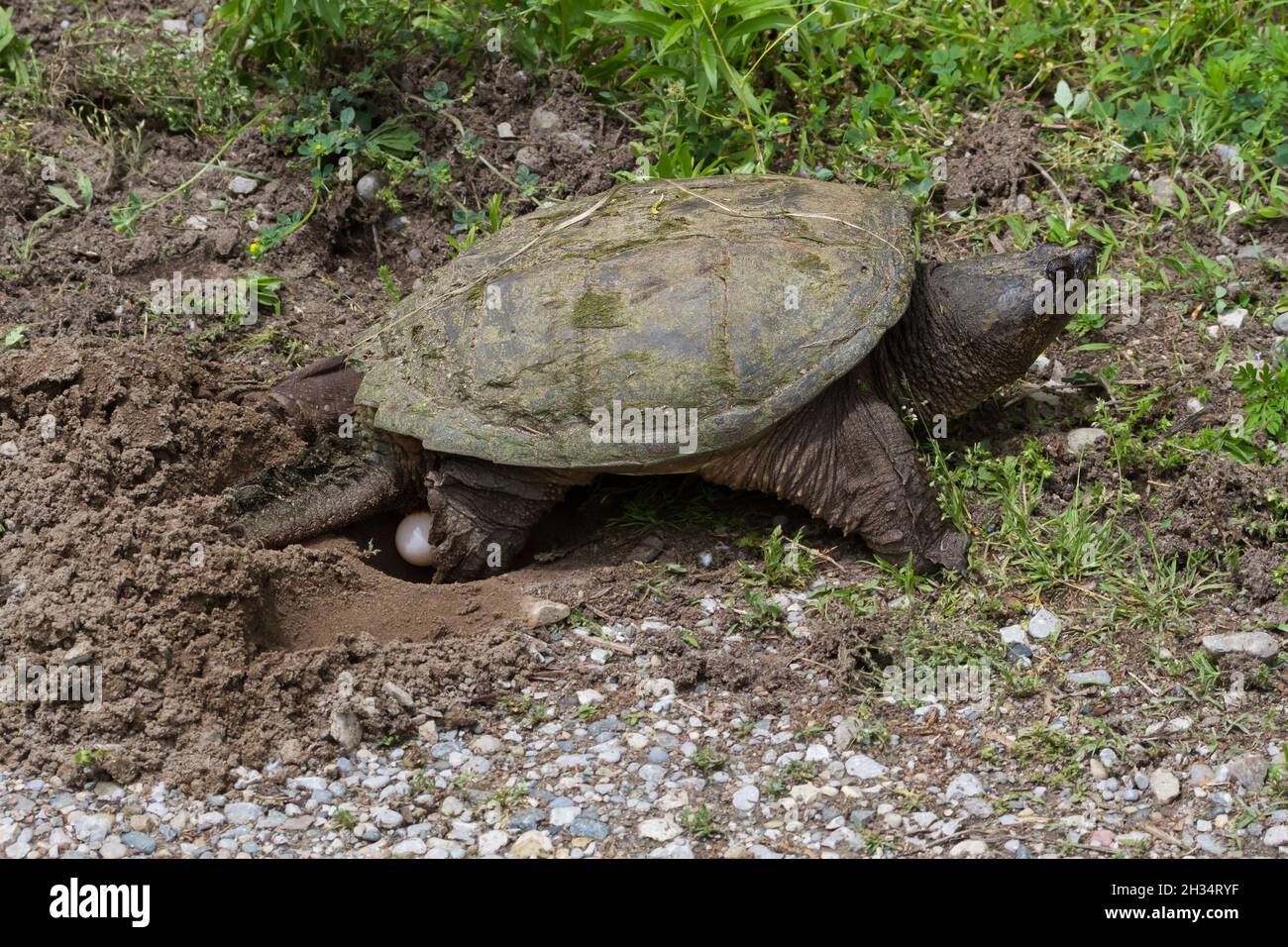 A large snapping turtle laying eggs in a nest at the side of a gravel road. Stock Photo