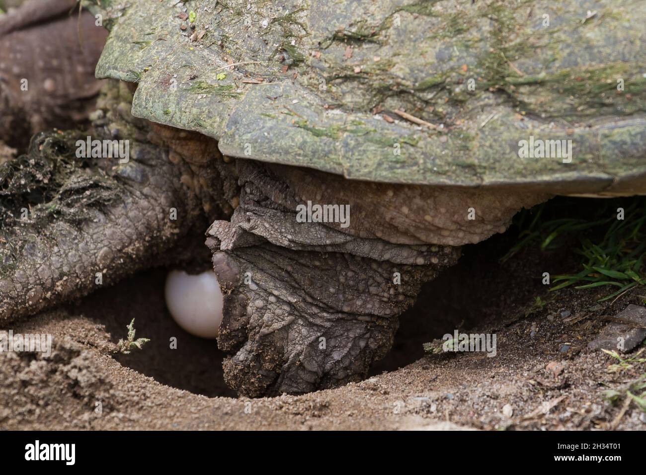 A large snapping turtle laying eggs in a nest at the side of a gravel road. Stock Photo