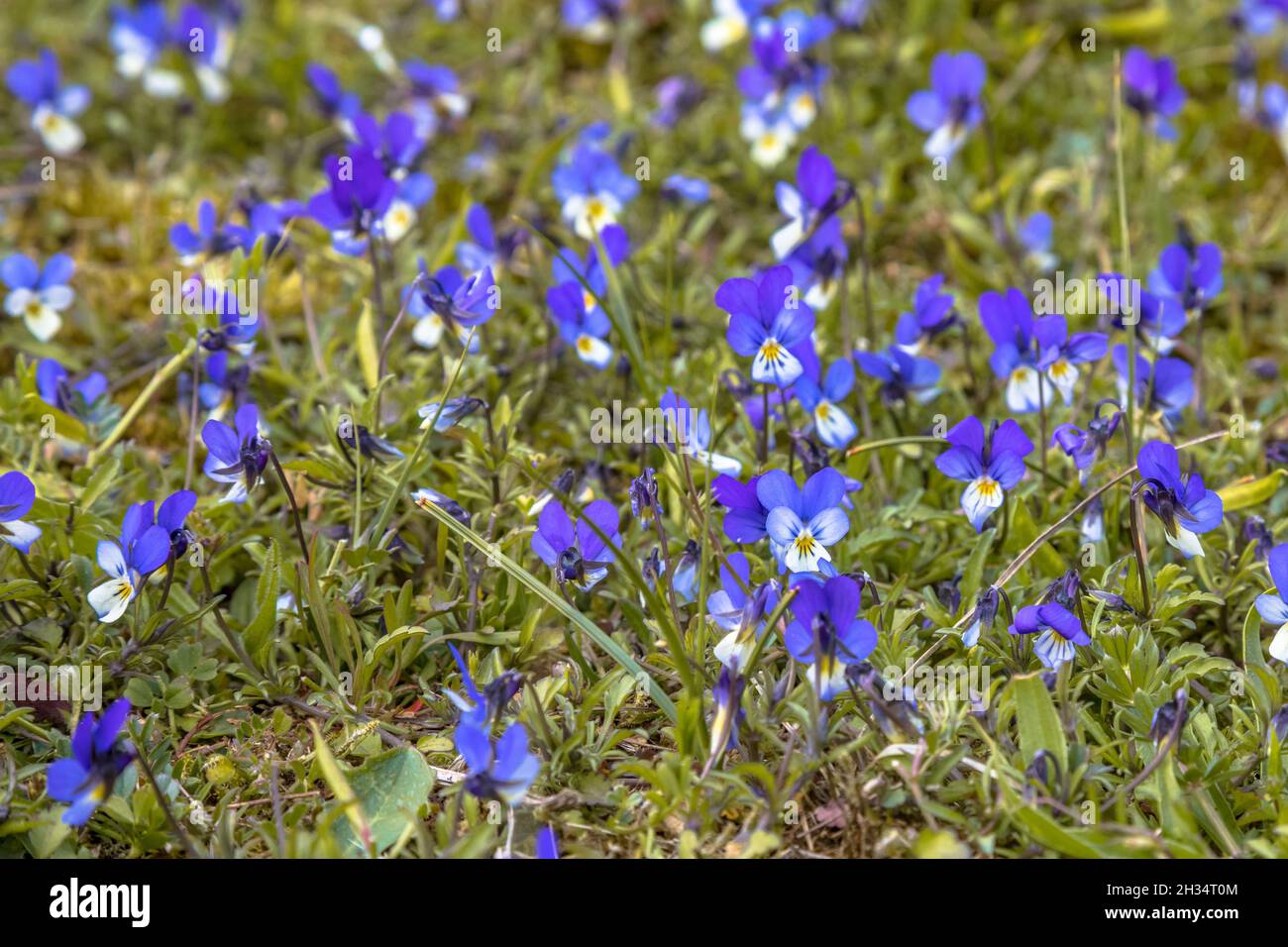 Dune Heartsease (Viola tricolor subsp. curtisii) blooming in dunes of Ameland Stock Photo