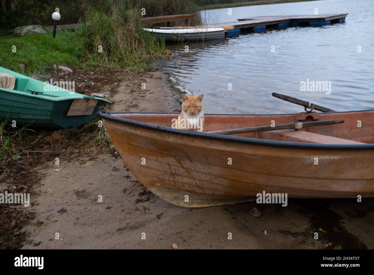 Wojnowo, Poland - 10 October 2020: ginger cat and a boat by the lake Stock Photo