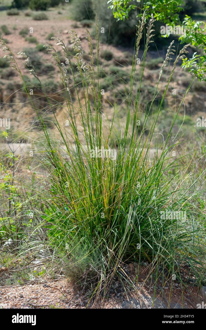 Mauritanian Grass (Ampelodesmos mauritanicus) Stock Photo