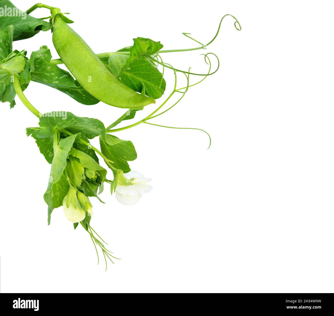 Sweet green peas (beans) with green leaves and flower. Top view. Peas