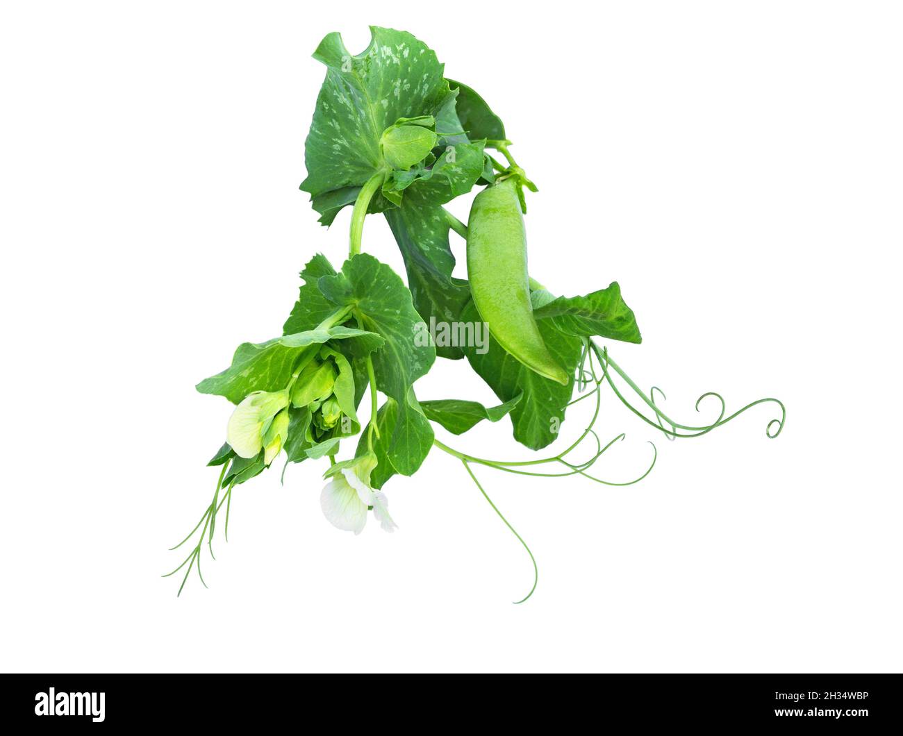 Sweet green peas (beans) with green leaves and flower. Top view. Peas
