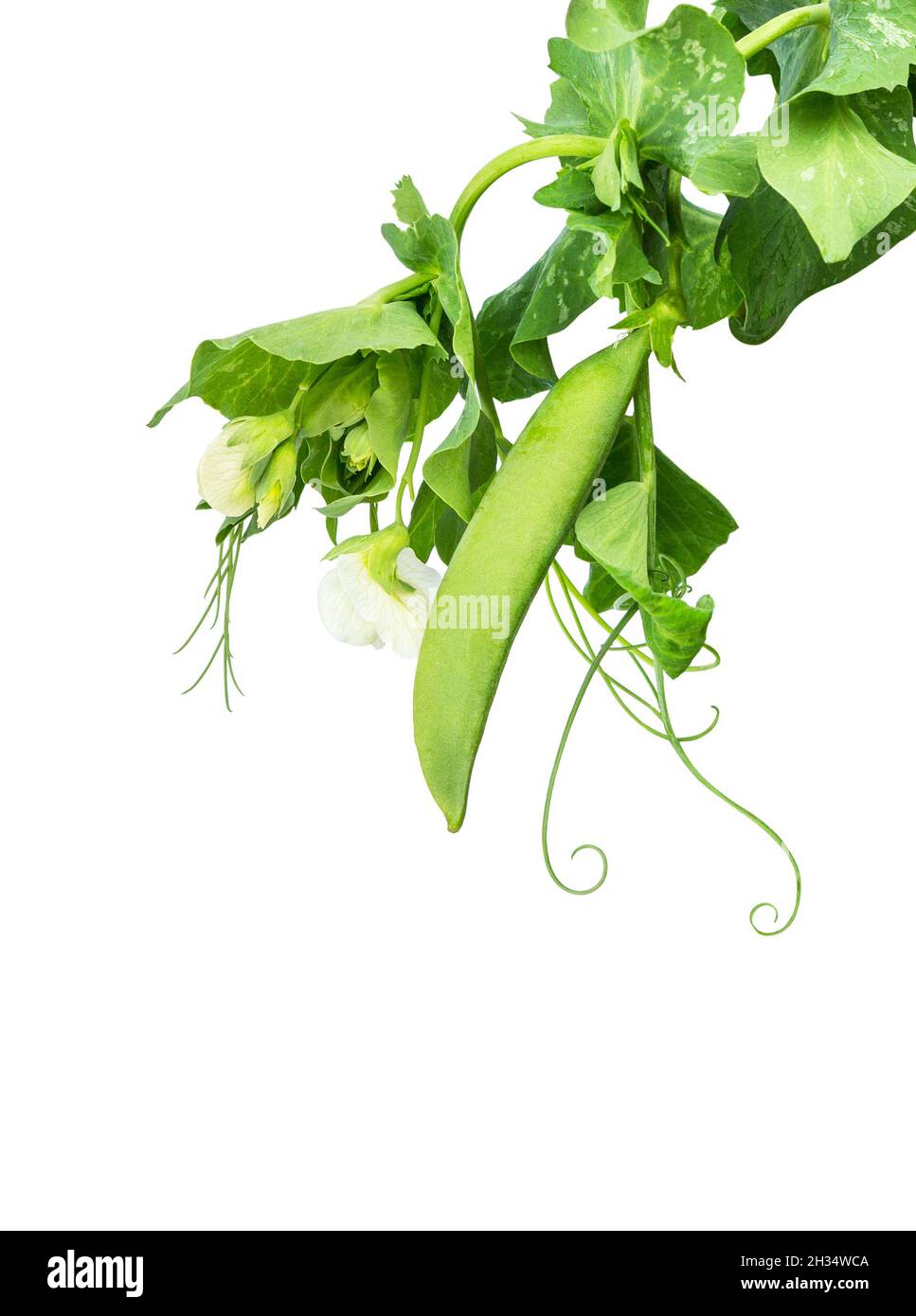 Sweet green peas (beans) with green leaves and flower. Top view. Peas