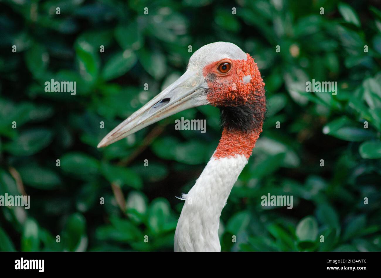 Australian crane bird hires stock photography and images Alamy