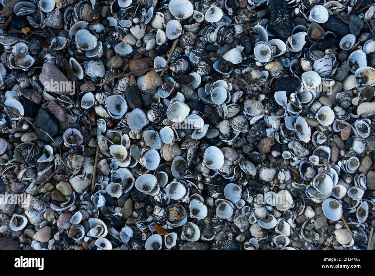 Shells on a stone beach on the Rhine River Stock Photo