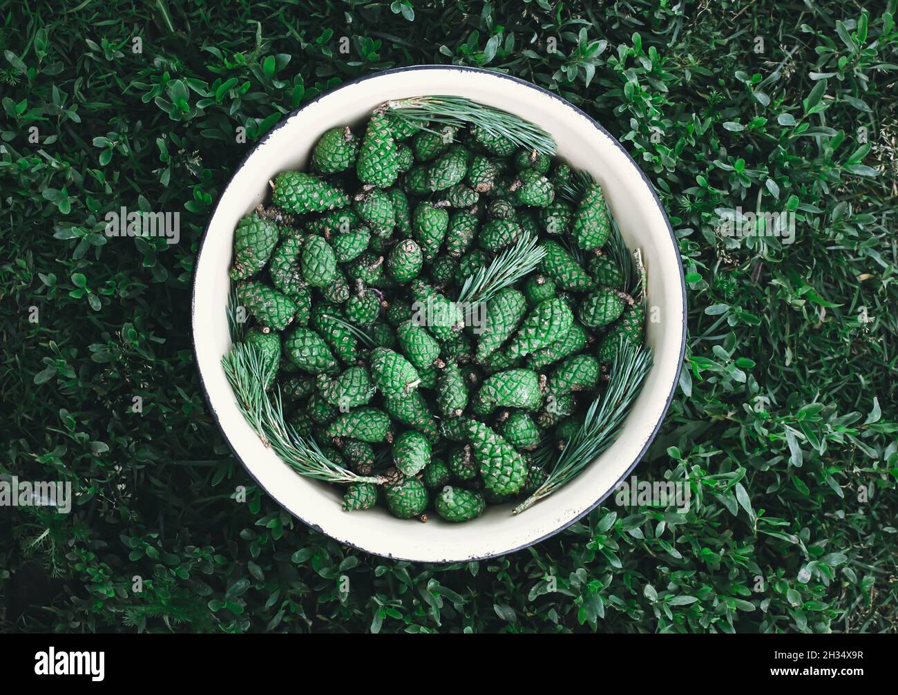 Green pine cones hi-res stock photography and images - Alamy