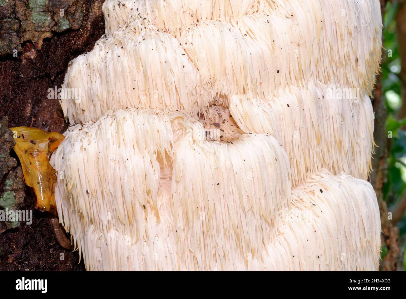 Bearded Tooth Fungus - Hericium erinaceus, rare Fungi growing on Beech Tree, Gloucestershire, UK Stock Photo