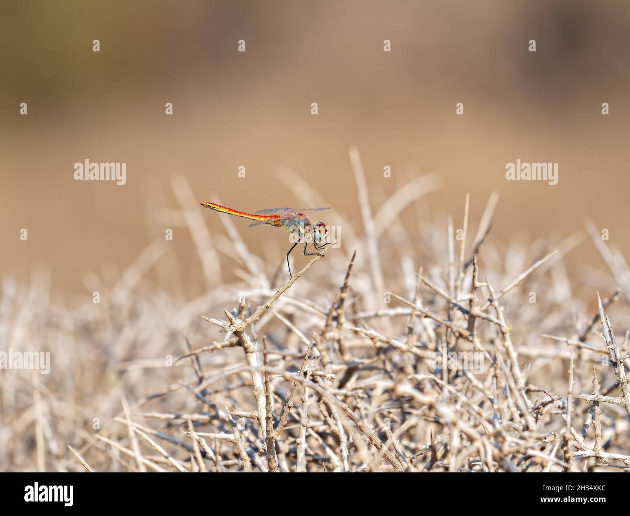 Selective focus shot of a common dragonfly on branches Stock Photo - Alamy
