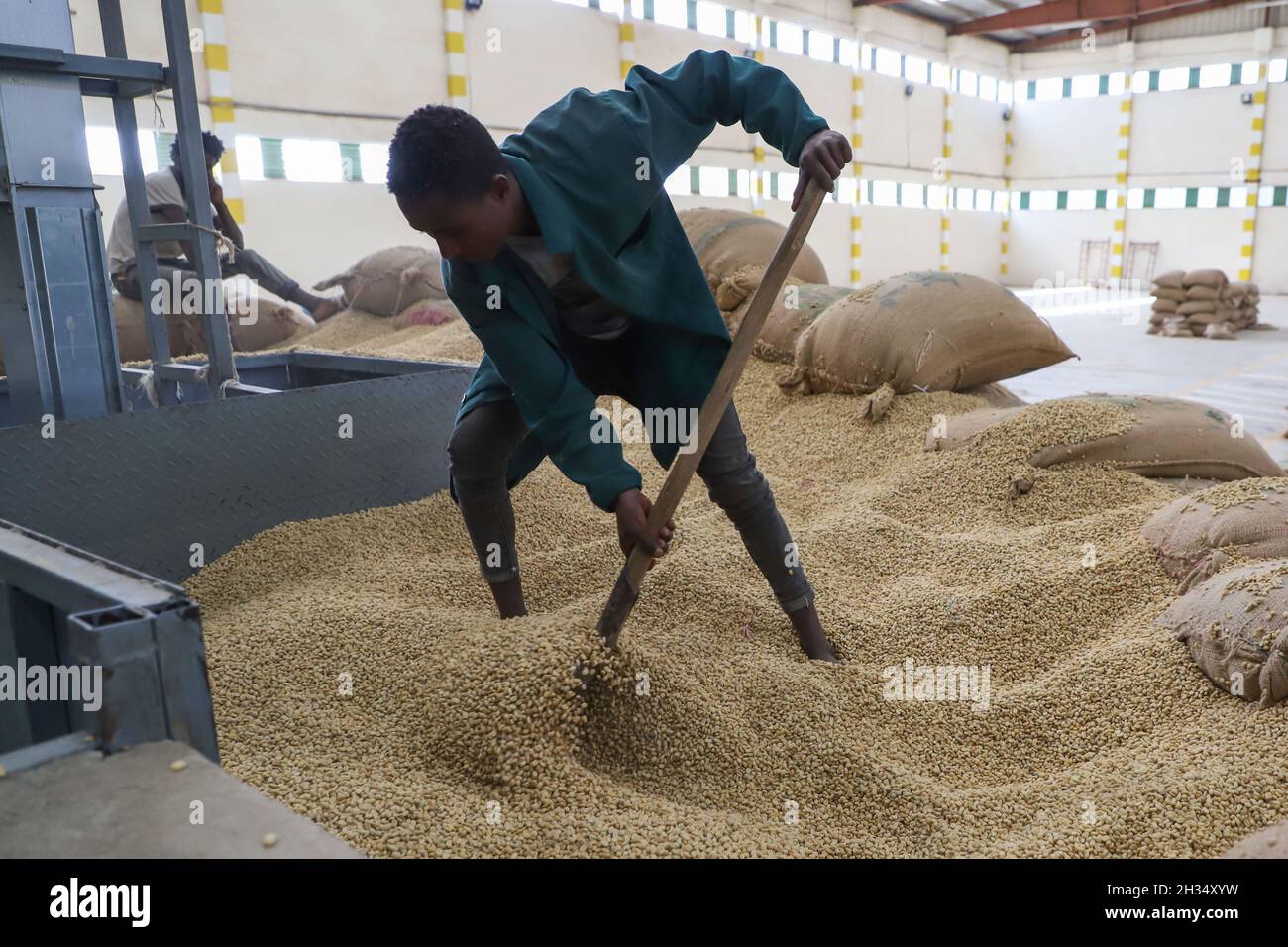Addis Ababa, Ethiopia. 21st Oct, 2021. An employee of Kerchanshe Trading Private Limited Company (PLC) works with coffee beans at a coffee processing plant in Addis Ababa, Ethiopia, on Oct. 21, 2021. Kerchanshe Trading Private Limited Company (PLC), the largest producer and exporter of coffee in Ethiopia, says the upcoming 4th China International Import Expo (CIIE) will create a huge opportunity for coffee-producing and exporting companies. Credit: Michael Tewelde/Xinhua/Alamy Live News Stock Photo