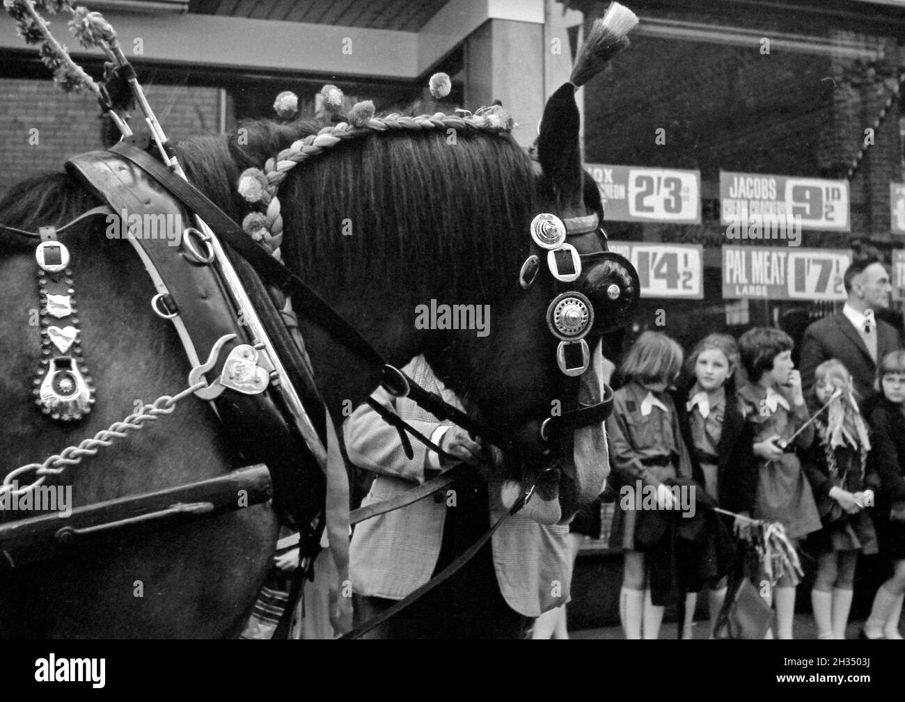 Shire horse pulling a float in 1965 Knutsford Royal May Day Procession Stock Photo