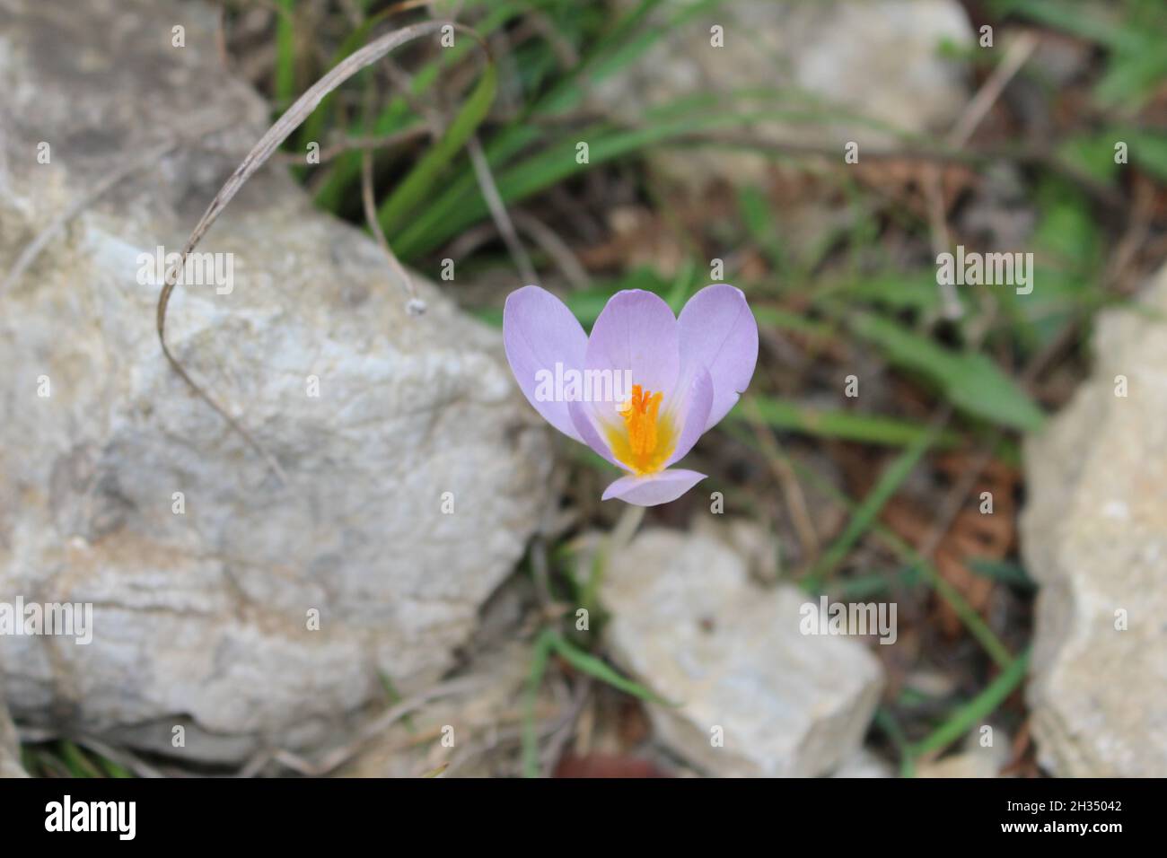 pure moroccan saffron be in shape of a rose Stock Photo