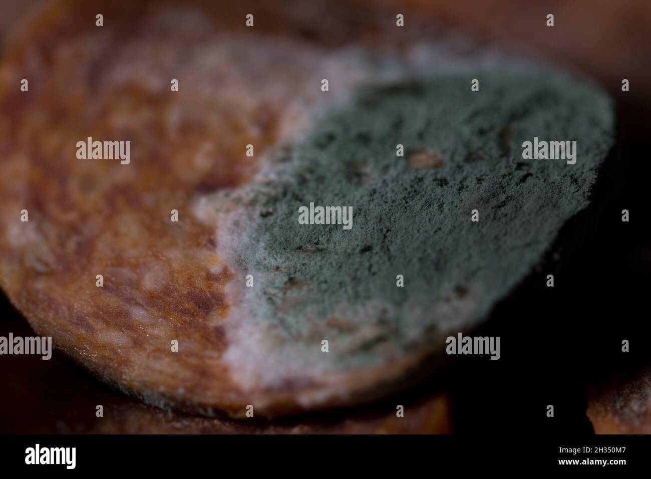 Mold macro close up green mold forming on rotten meat. Pepperoni with