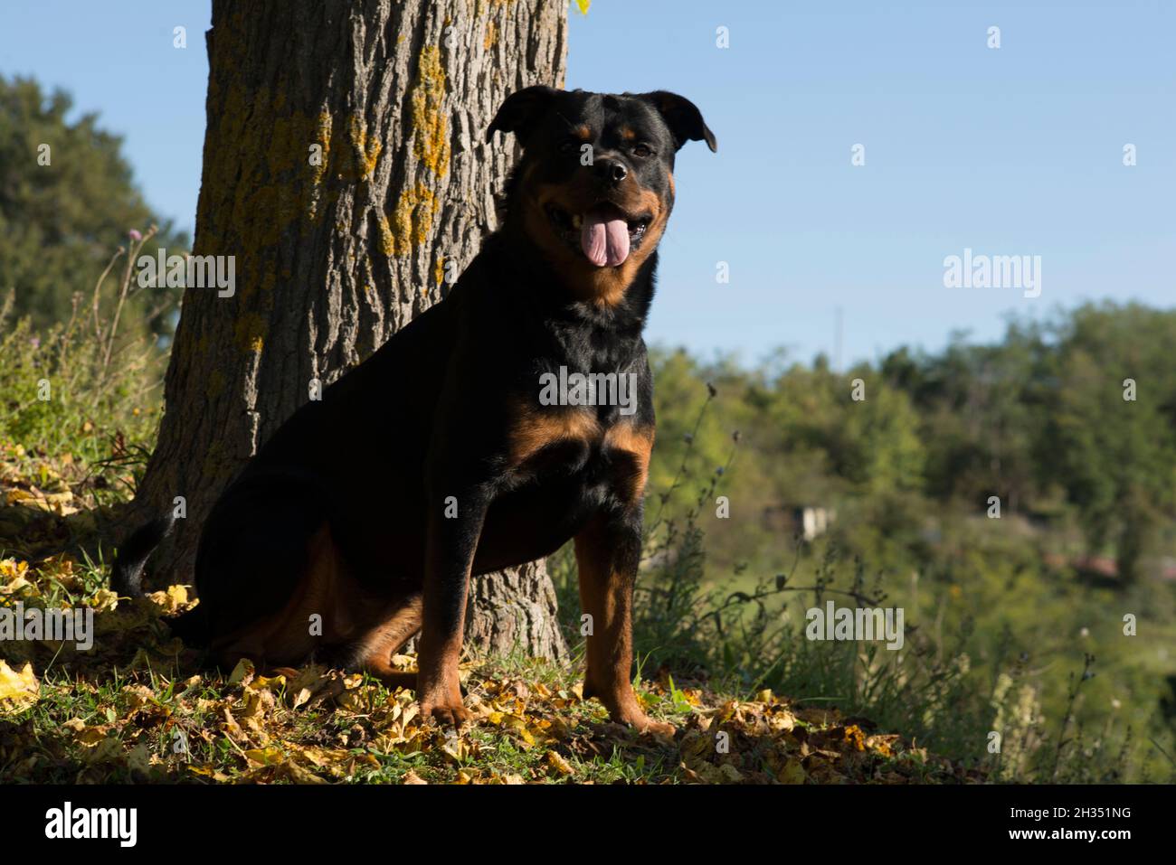 Page 9 Outdoor Dog Portrait High Resolution Stock Photography And Images Alamy
