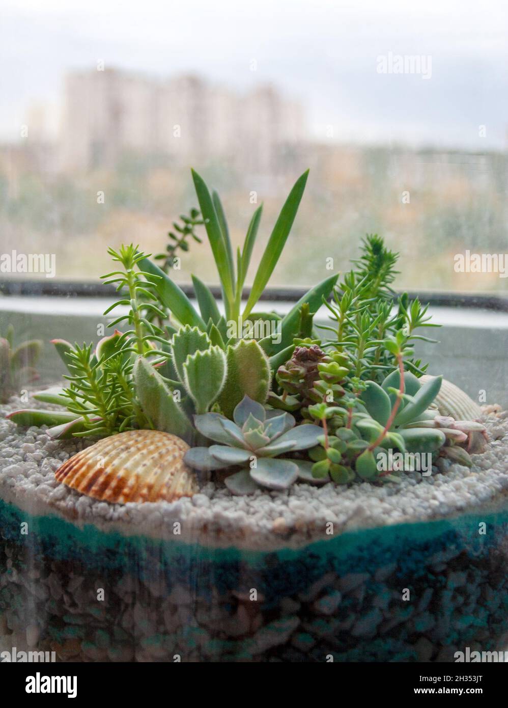 Succulent plants composition in glass container near window with urban silhouette on the background Stock Photo