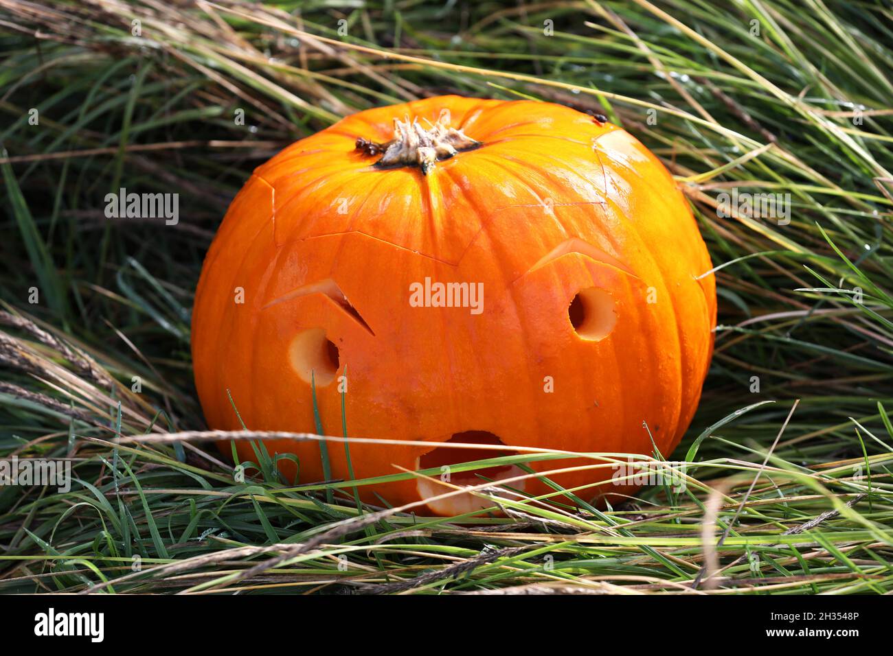 A Halloween Pumpkin pictured in the grass in West Sussex, UK. Stock Photo