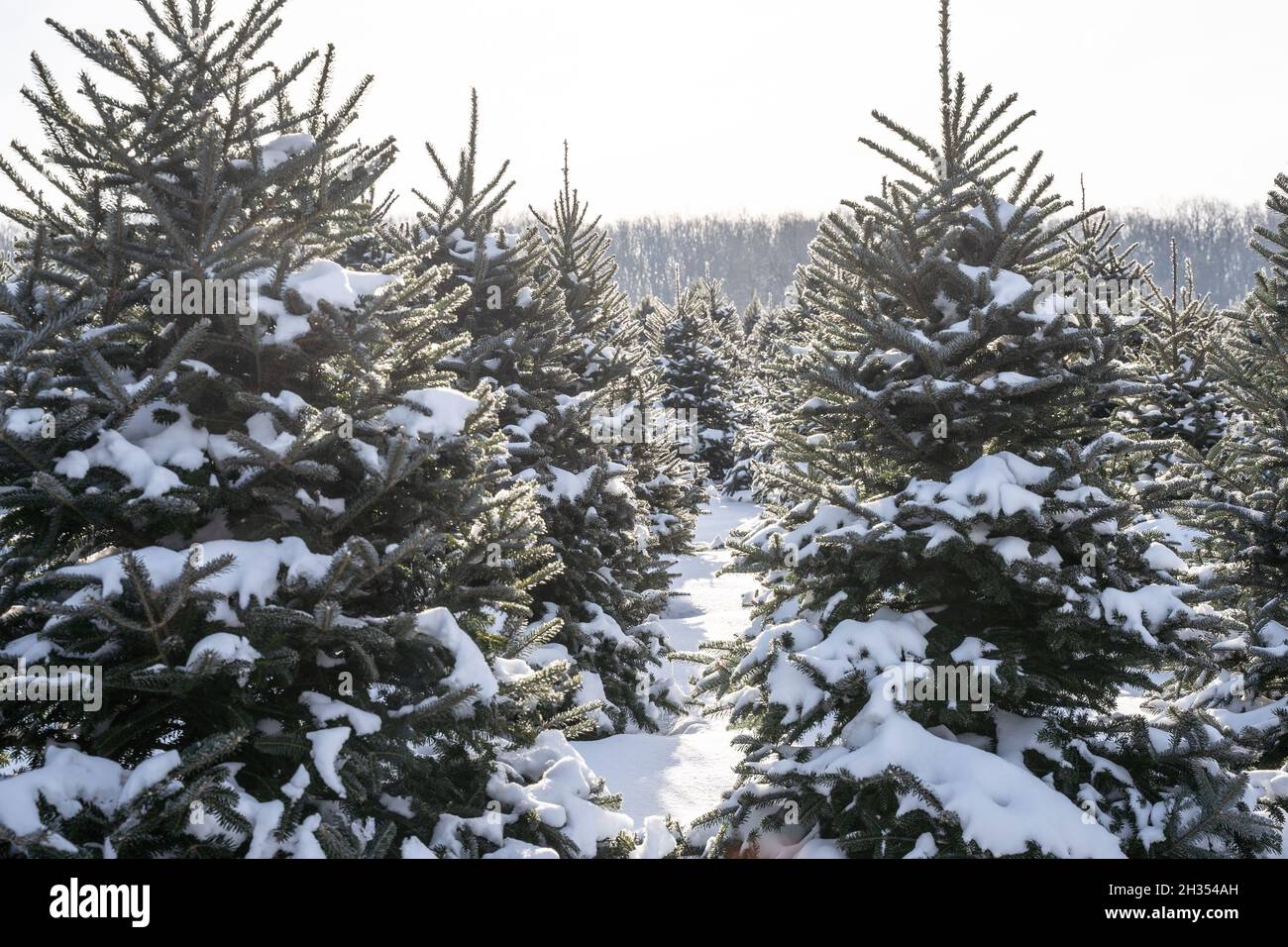 Snow covered trees at Christmas tree farm. Stock Photo