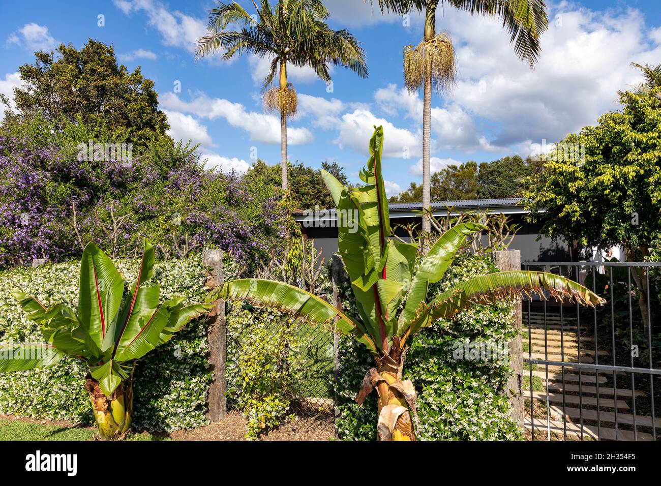 Banana Palm and Chinese star jasmine growing on a spring day in a Sydney garden,Australia Stock Photo