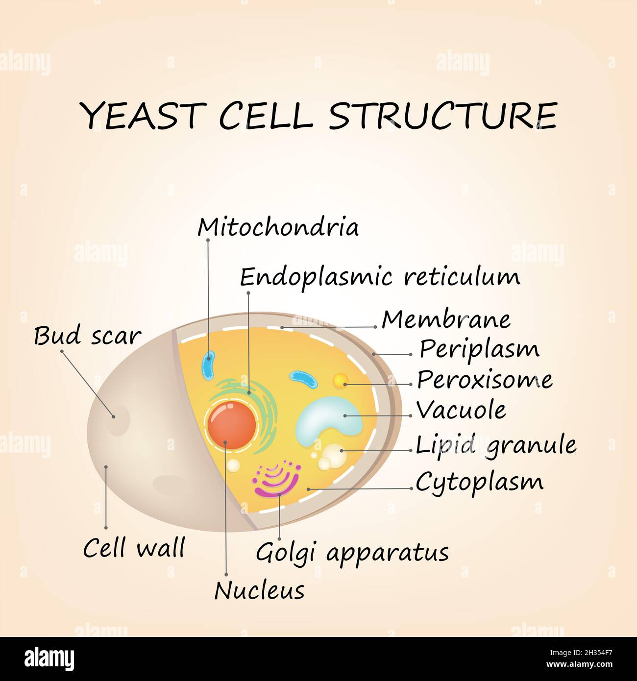 Yeast cell structure. Educational diagram colorful illustration Stock Photo