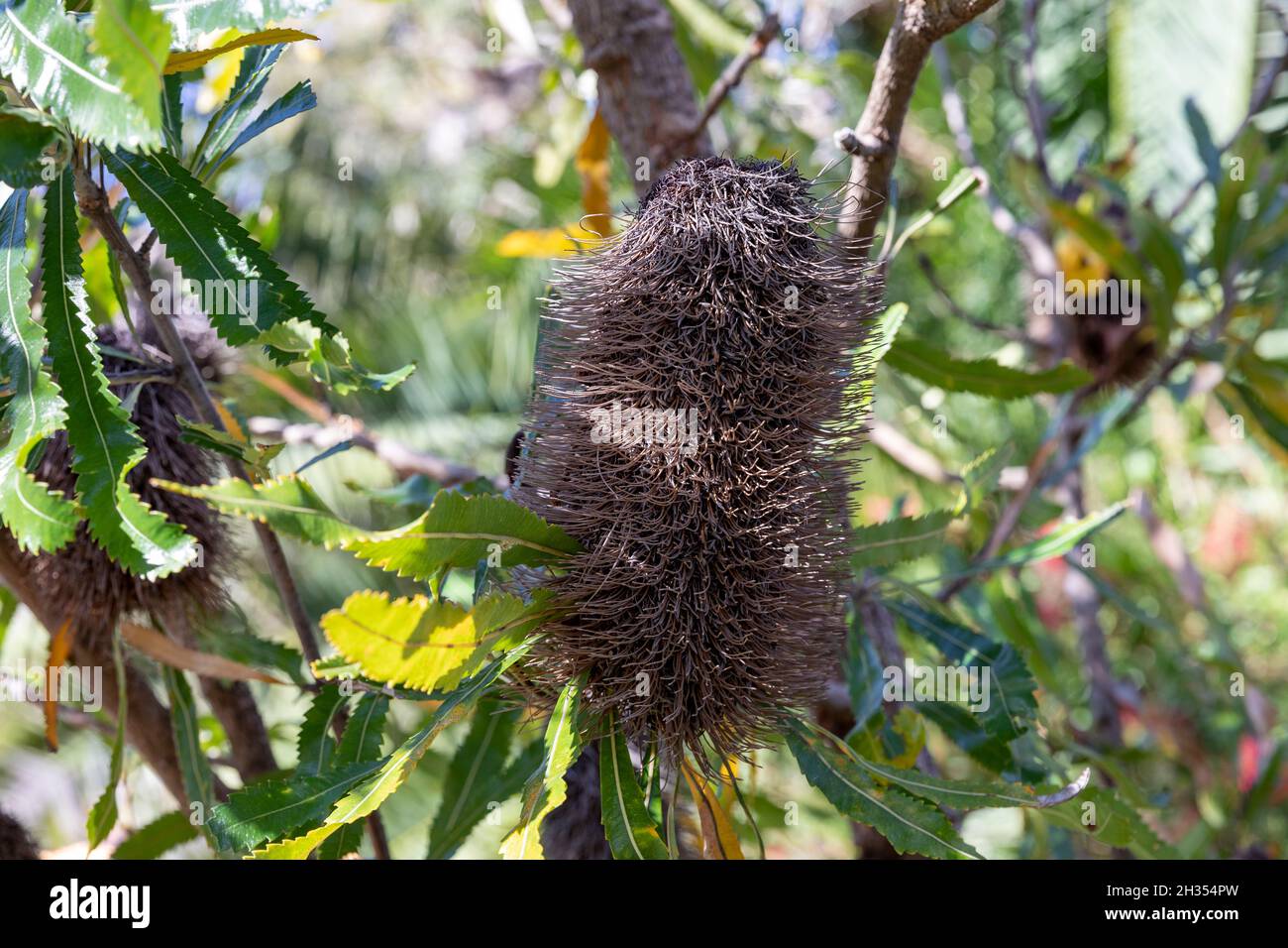 Blive margen indtryk Australian Native Seed Pod High Resolution Stock Photography and Images -  Alamy